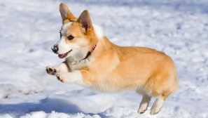 Velsh corgi